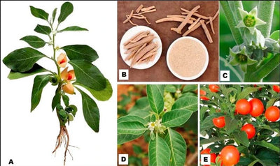 "Ashwagandha: Unveiling the Herbal Marvel's Surprising Benefits and Growing Popularity"